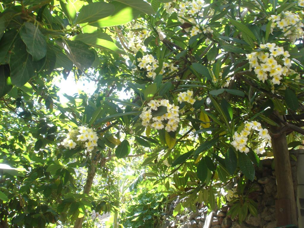 Goyo Gomera Apartments Valle Gran Rey Exterior photo